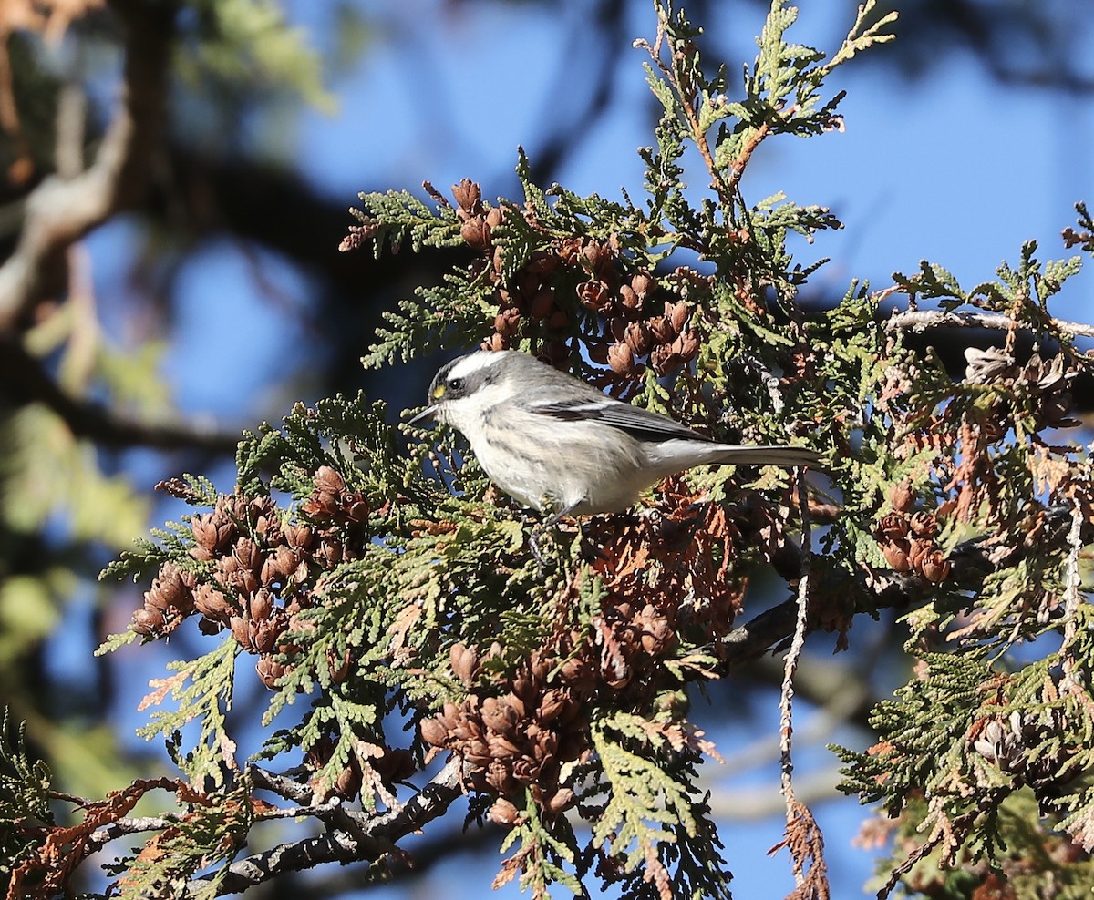 Black-throated Gray Warbler - ML645510489