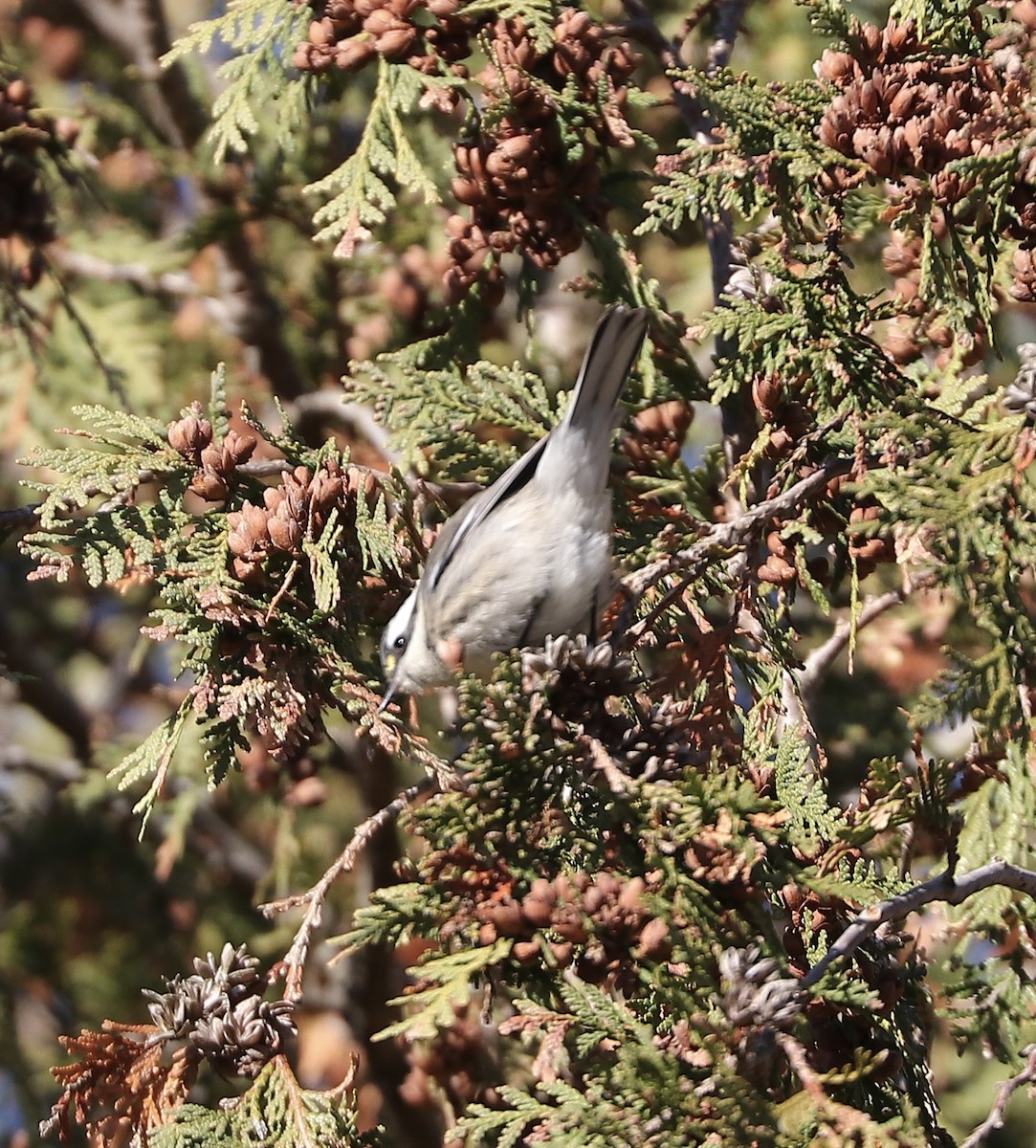 Black-throated Gray Warbler - ML645510490