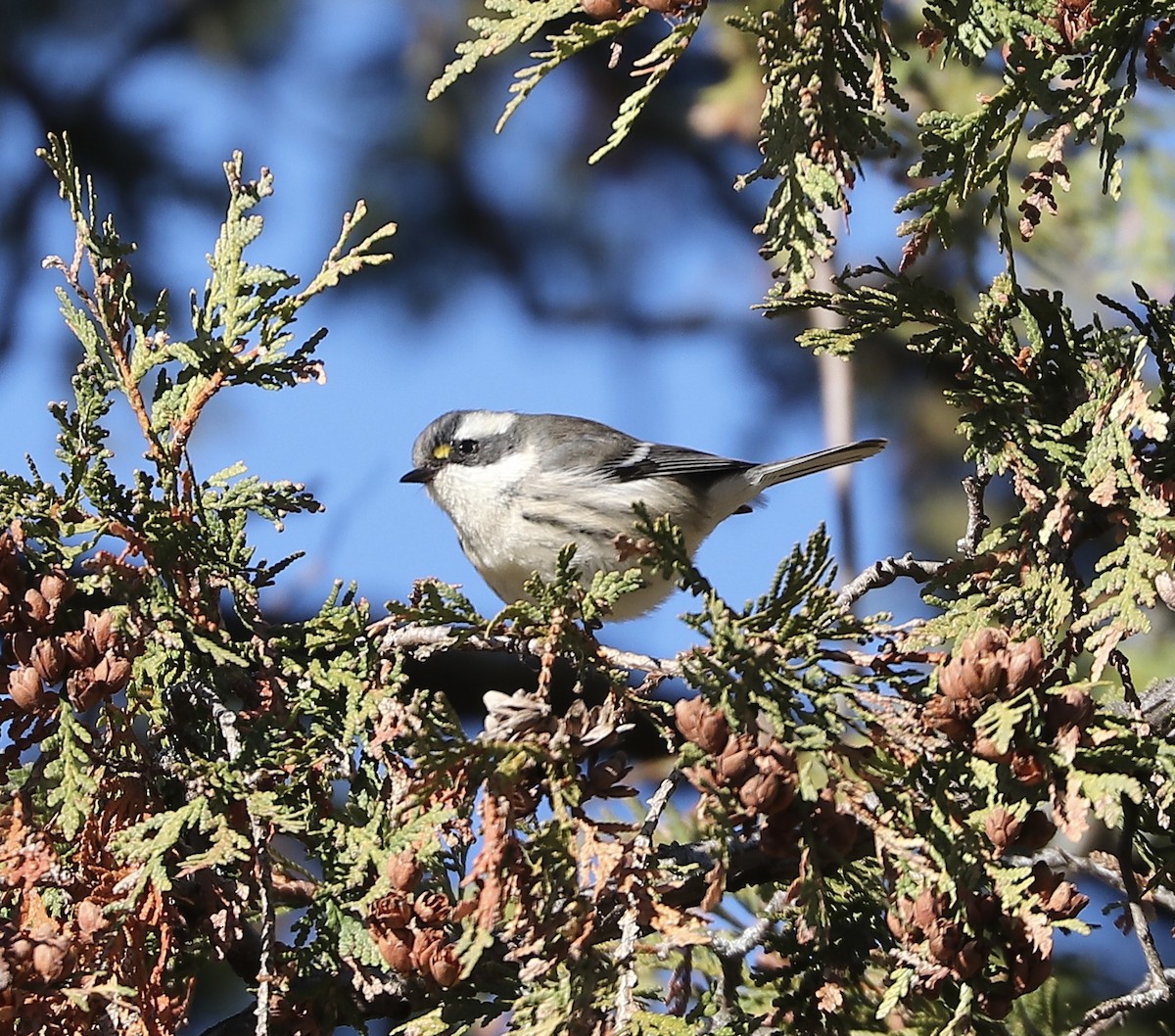 Black-throated Gray Warbler - ML645510491