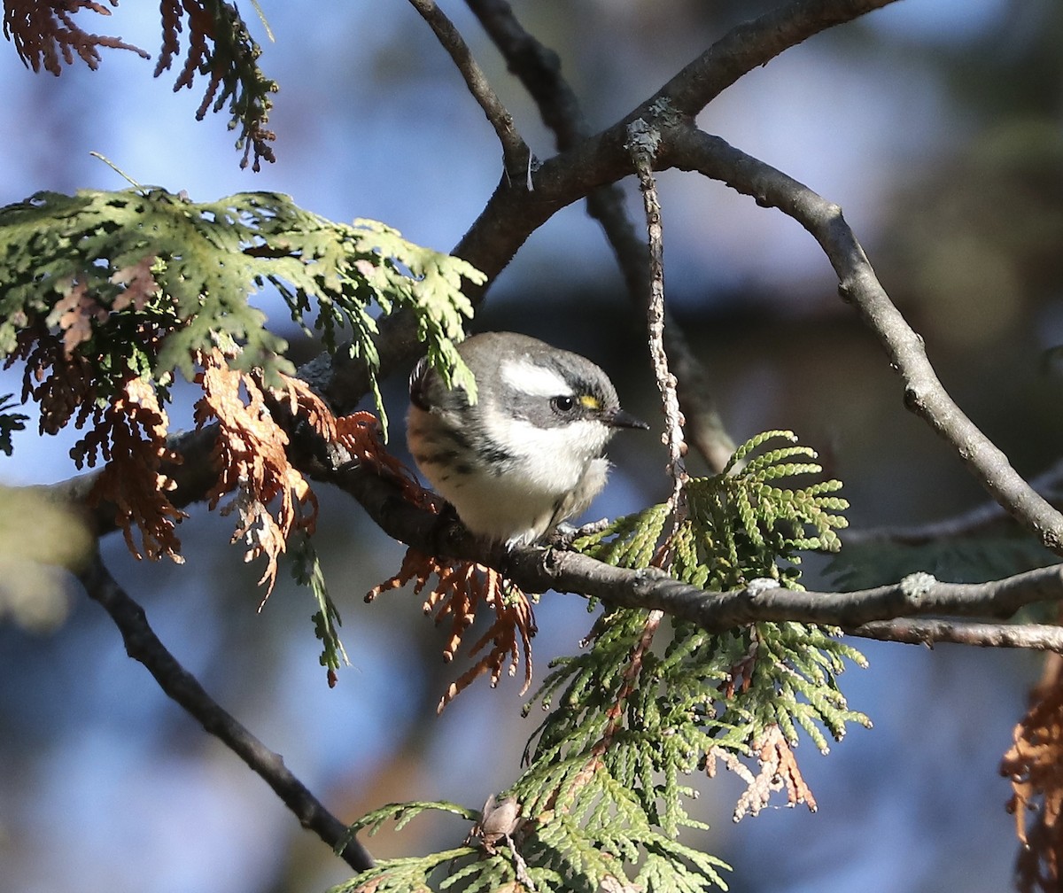 Black-throated Gray Warbler - ML645510492