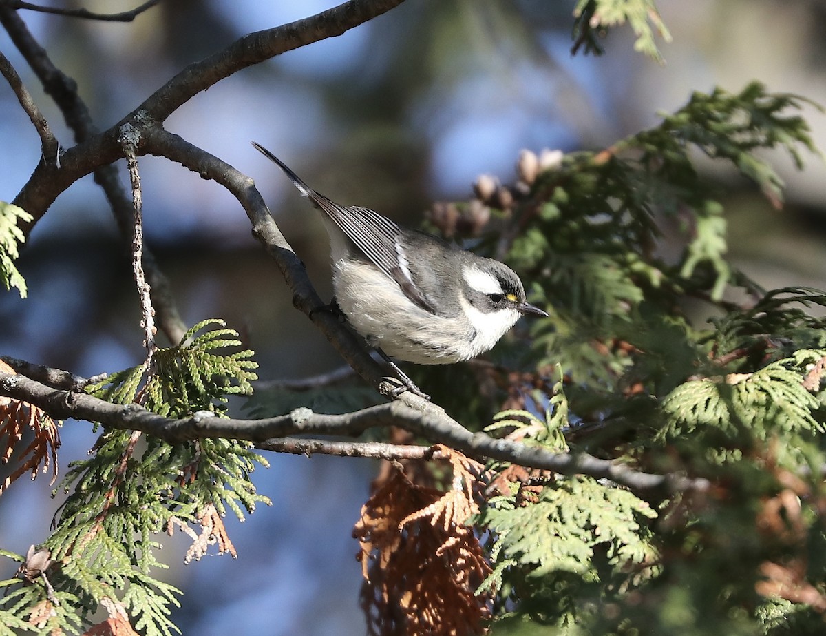 Black-throated Gray Warbler - ML645510493