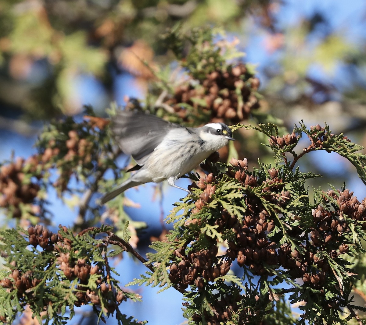 Black-throated Gray Warbler - ML645510494