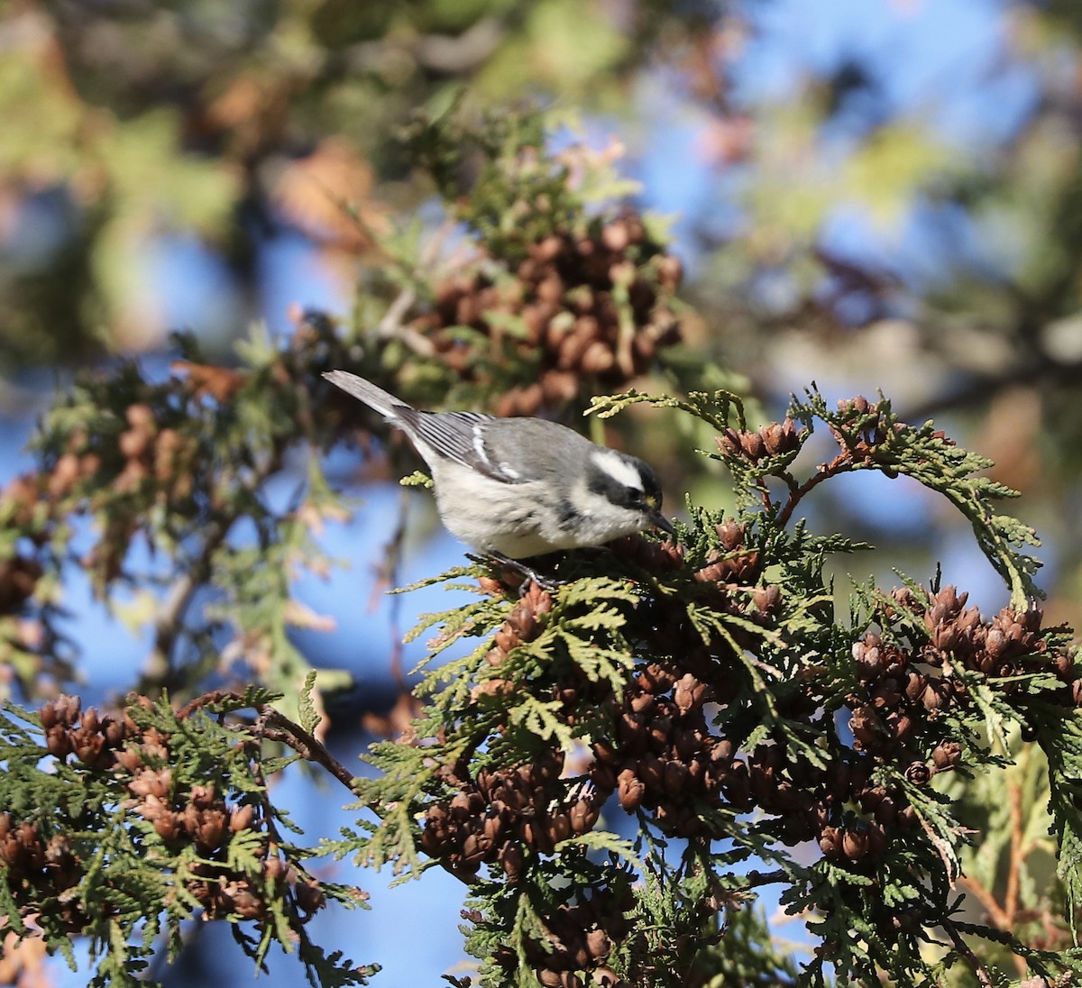Black-throated Gray Warbler - ML645510495