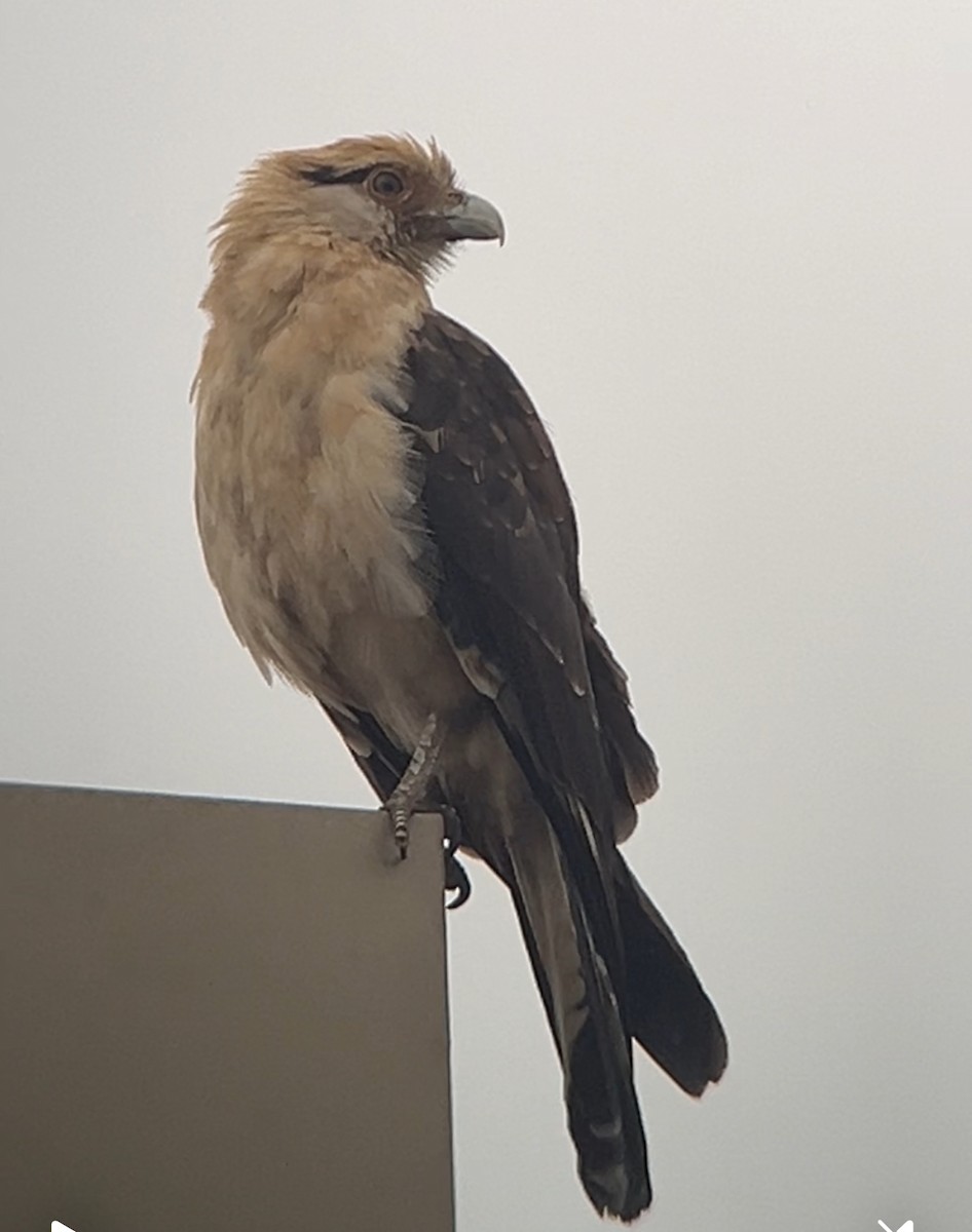 Yellow-headed Caracara - ML645510496