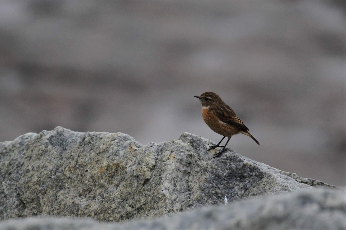 European Stonechat - ML645510504