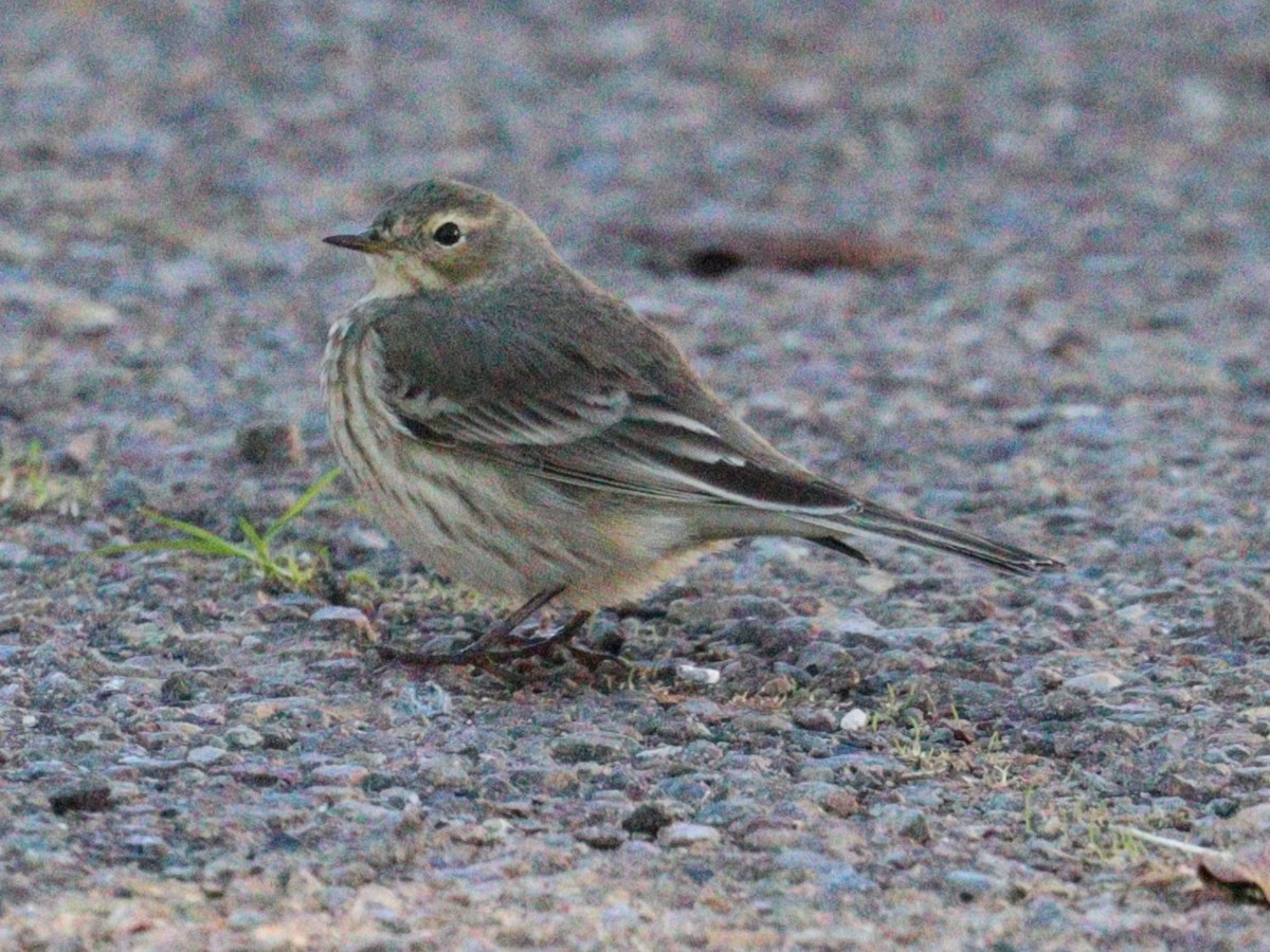 American Pipit - ML645510514