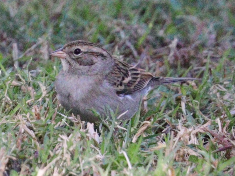 Chipping Sparrow - ML645510526