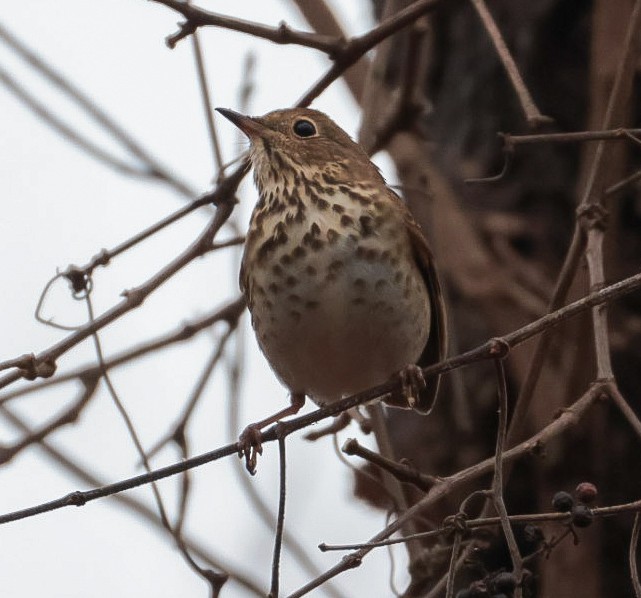 Hermit Thrush - ML645510539
