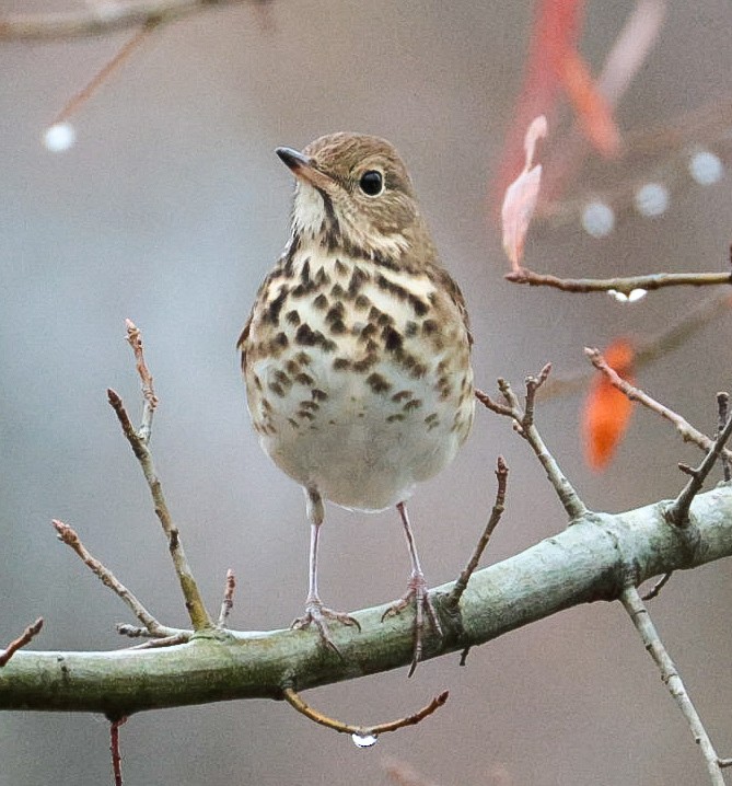 Hermit Thrush - ML645510540