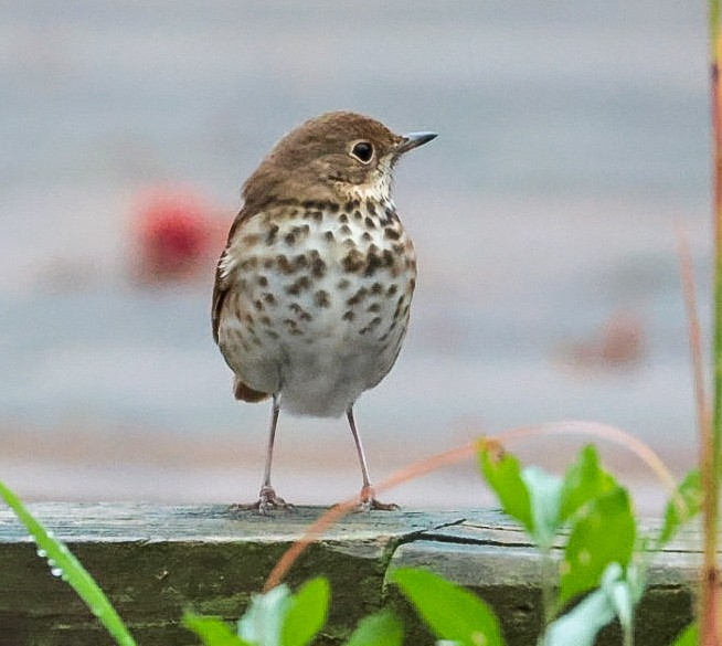 Hermit Thrush - ML645510541
