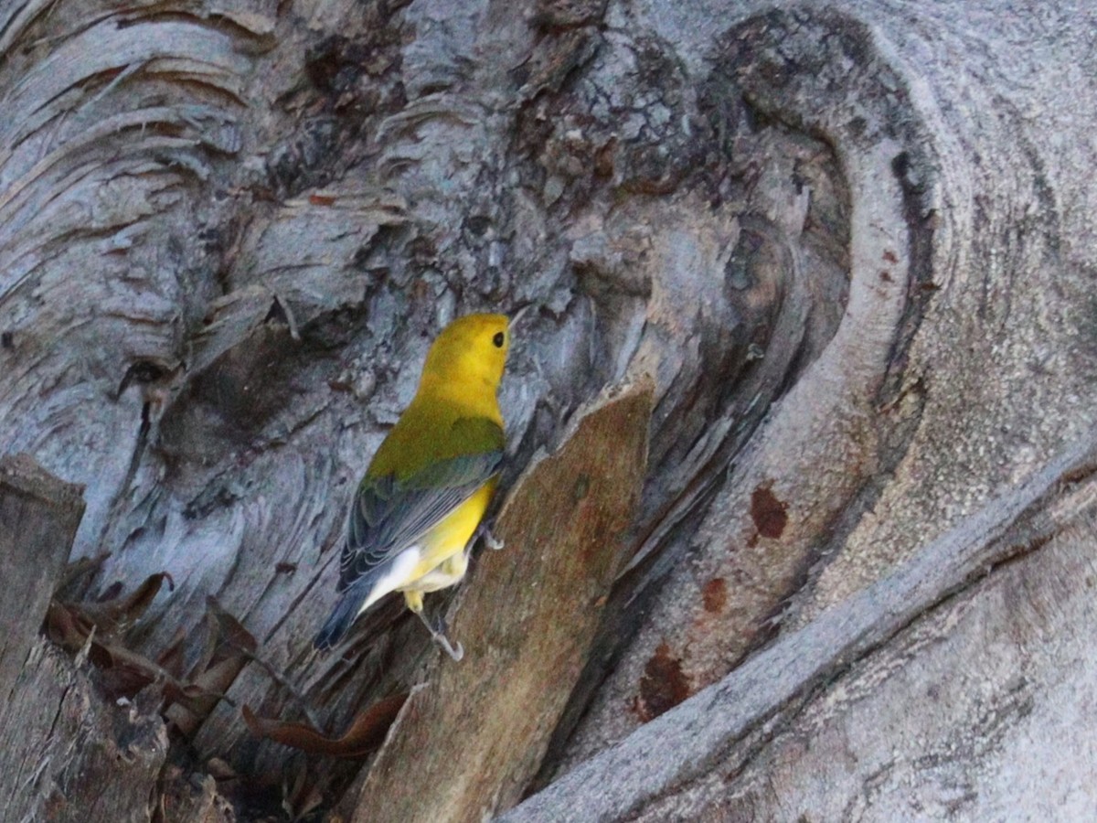 Prothonotary Warbler - ML645510546