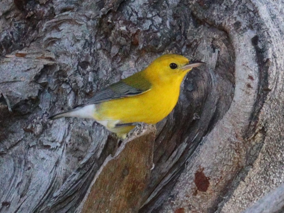 Prothonotary Warbler - ML645510547