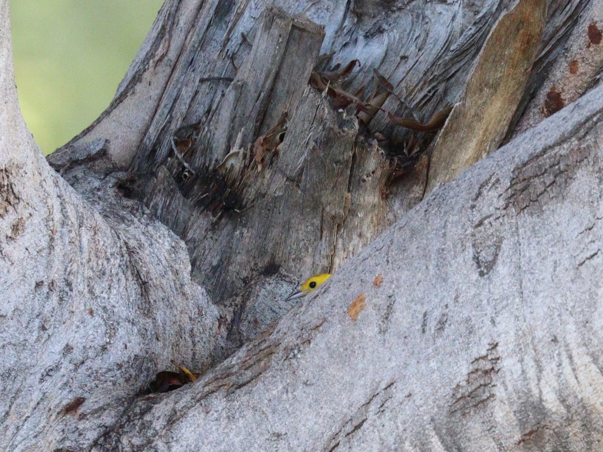 Prothonotary Warbler - ML645510548