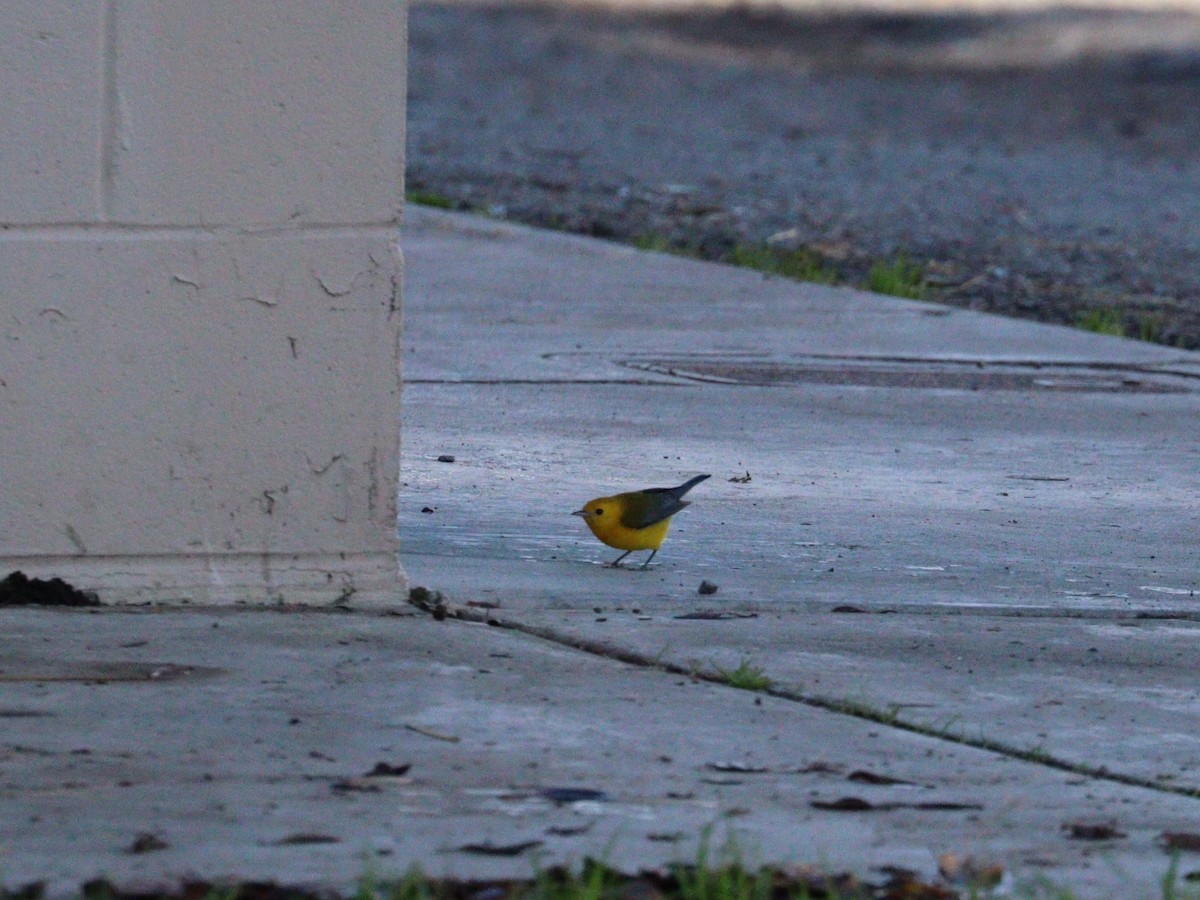 Prothonotary Warbler - ML645510549