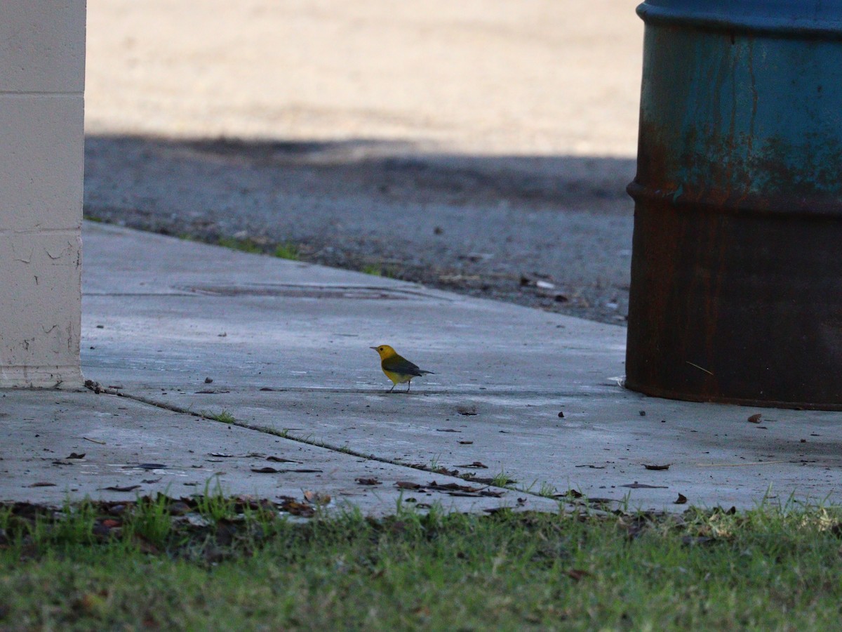 Prothonotary Warbler - ML645510550