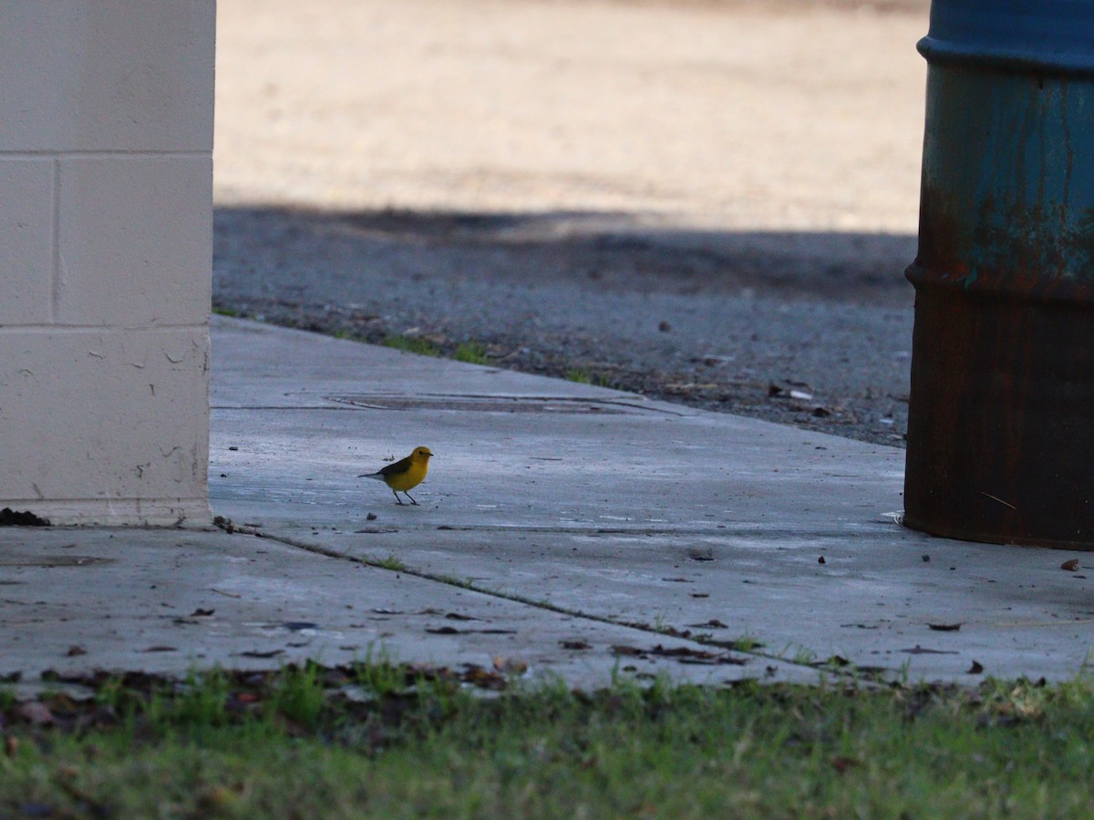 Prothonotary Warbler - ML645510551