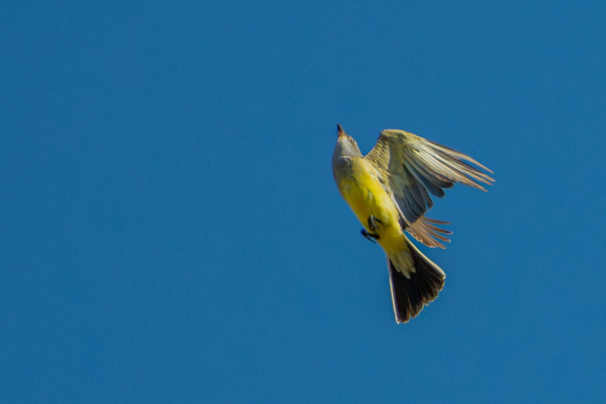 Western Kingbird - ML645510562