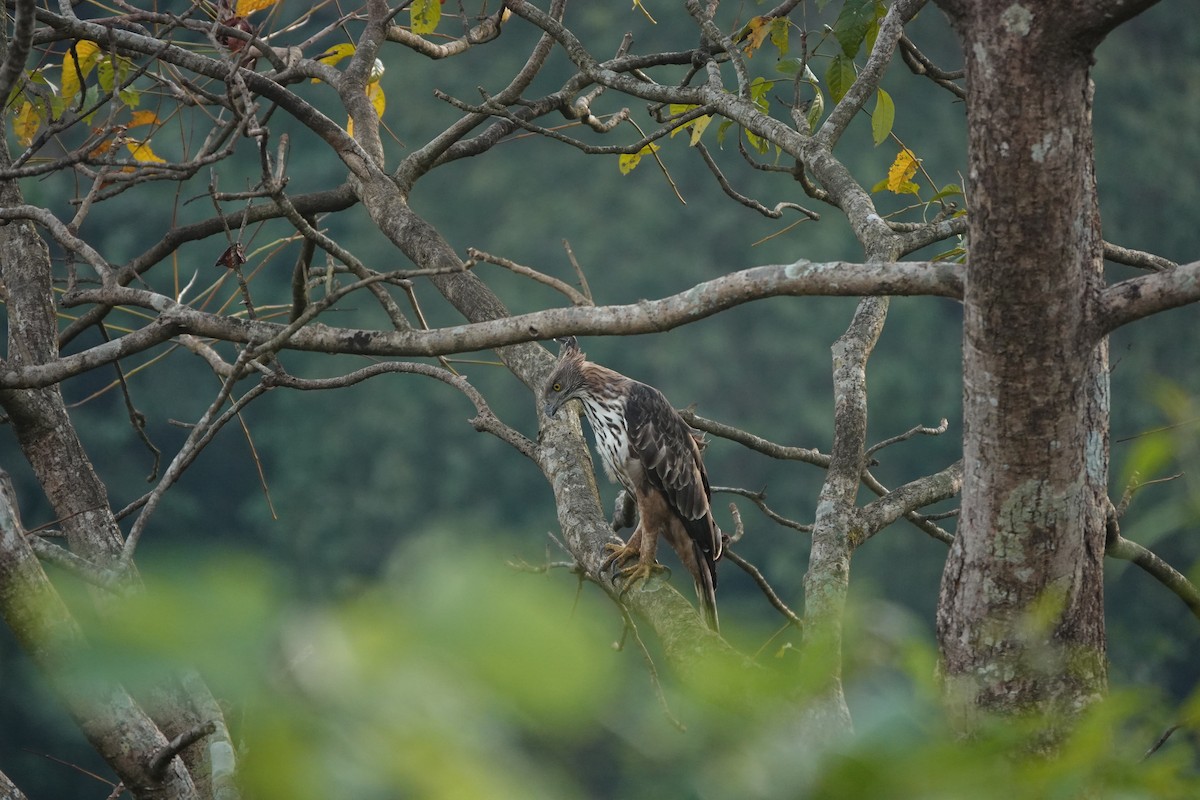 Changeable Hawk-Eagle - ML645510566