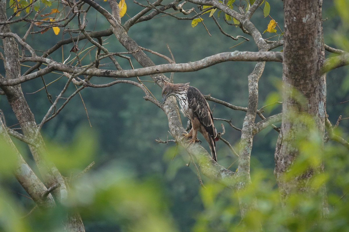 Changeable Hawk-Eagle - ML645510568