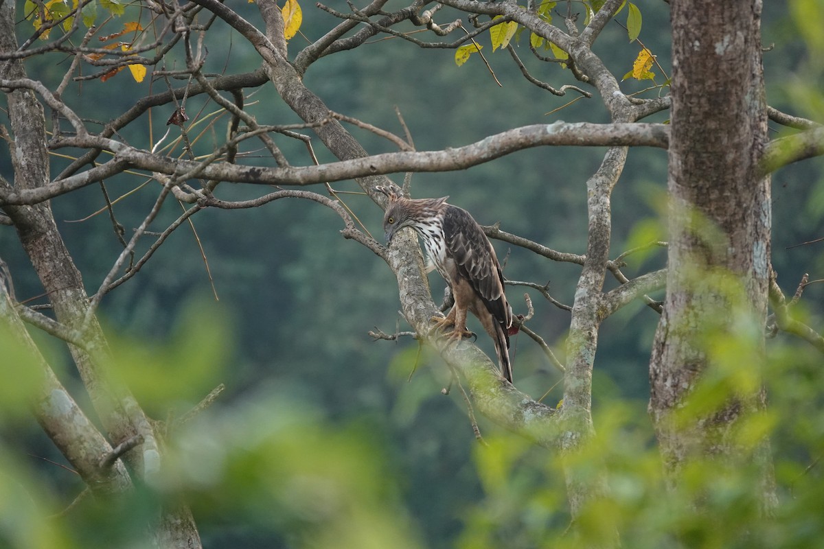 Changeable Hawk-Eagle - ML645510571