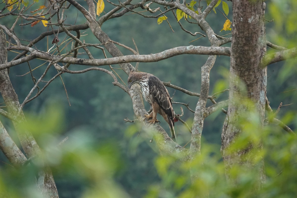 Changeable Hawk-Eagle - ML645510572