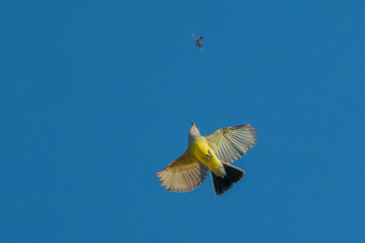 Western Kingbird - ML645510577