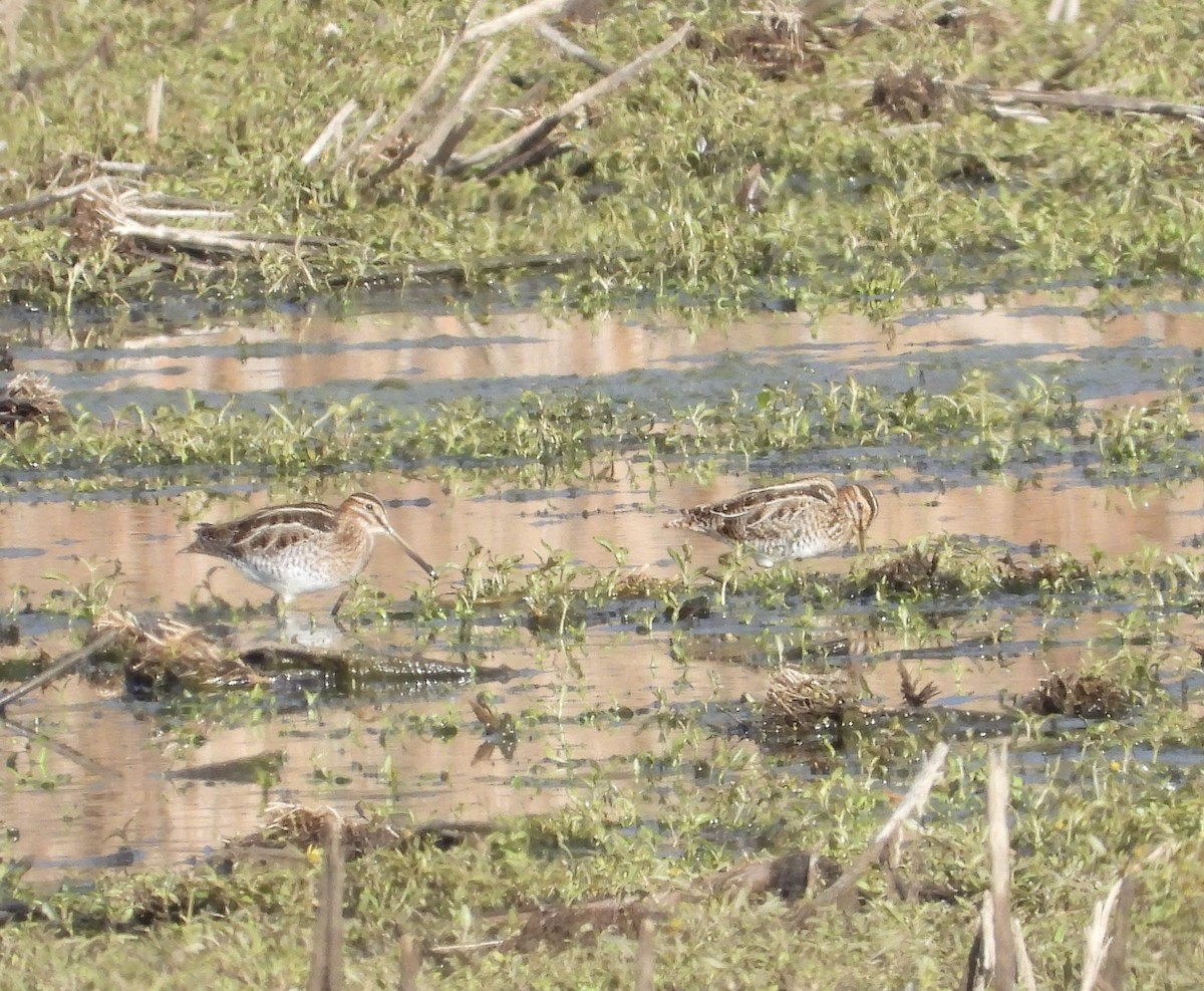 Wilson's Snipe - ML645510585