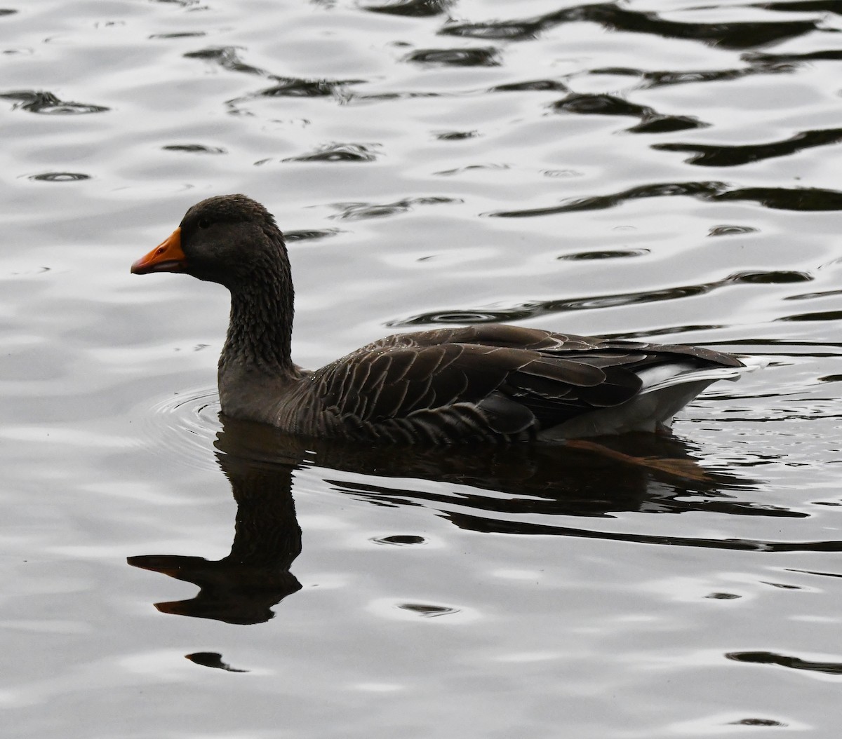 Гуска сіра (підвид anser) - ML645510596