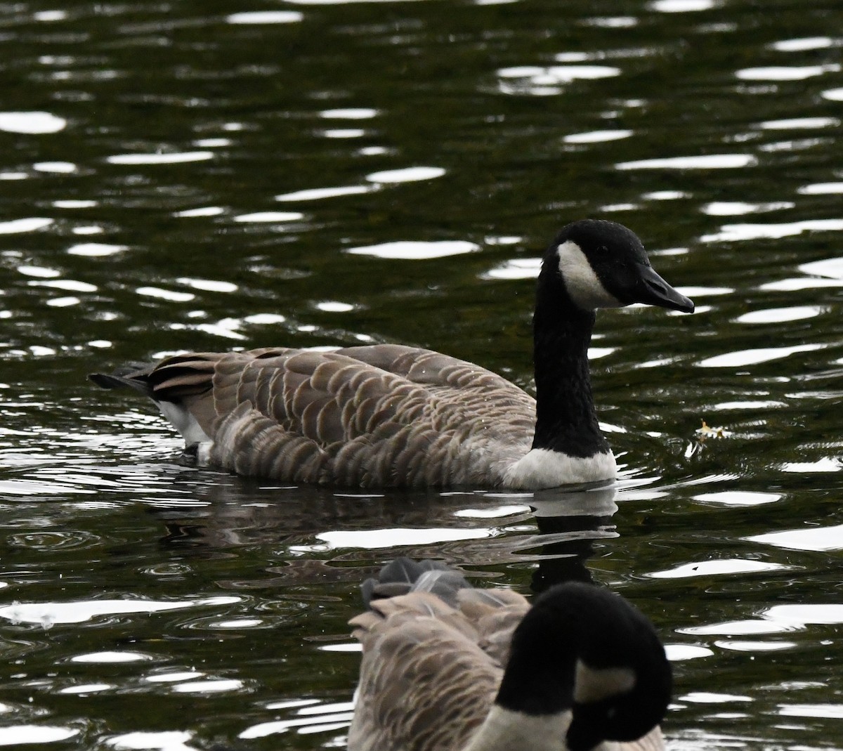 ברנטה קנדית - ML645510604