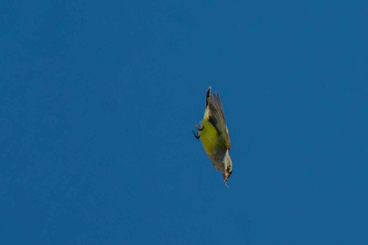 Western Kingbird - ML645510606