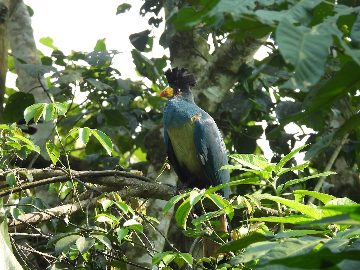 Турако блакитний - ML645510611