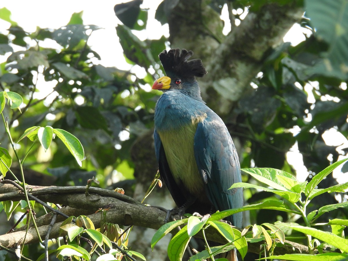 Турако блакитний - ML645510612