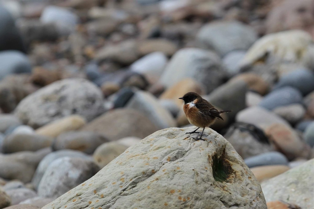 European Stonechat - ML645510615