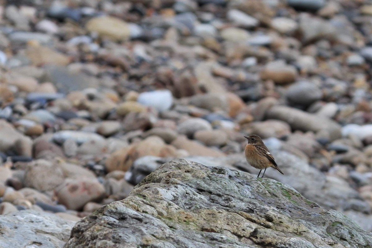 European Stonechat - ML645510616