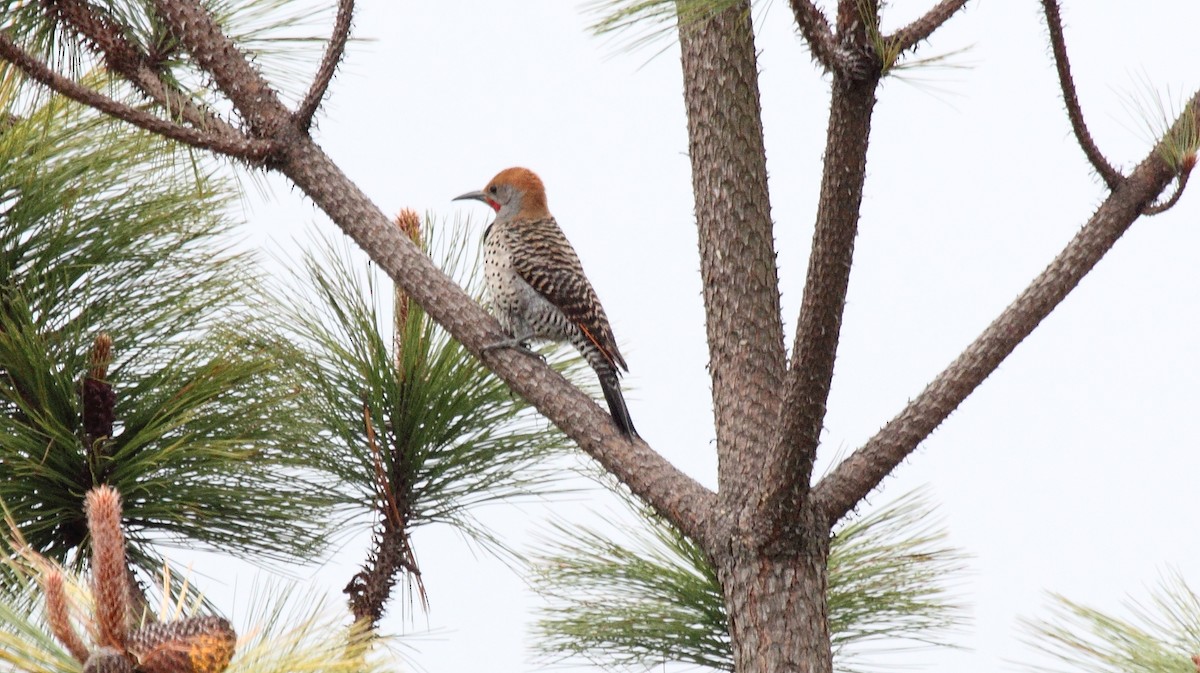 Guatemalan Flicker - ML645510624