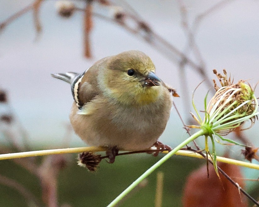 American Goldfinch - ML645510663