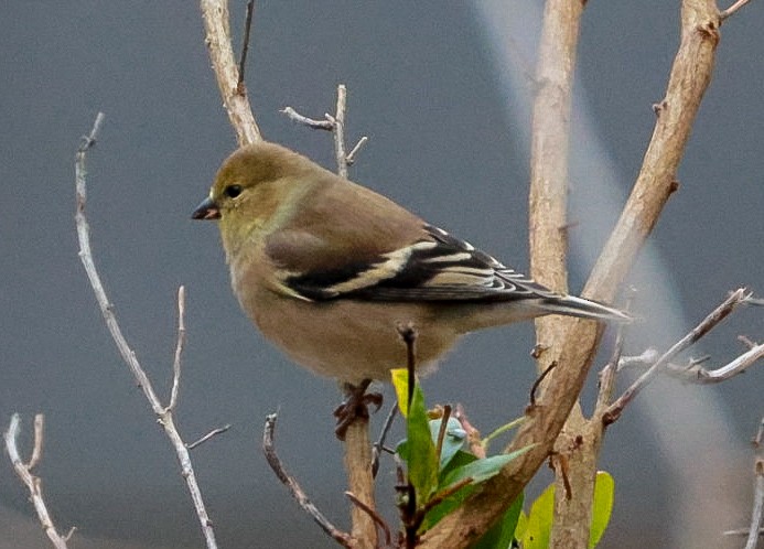 American Goldfinch - ML645510664