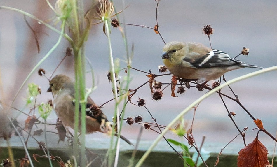 American Goldfinch - ML645510665