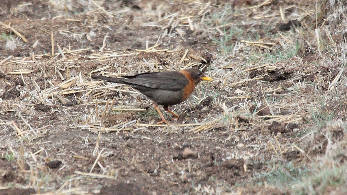 Rotnackendrossel - ML645510677