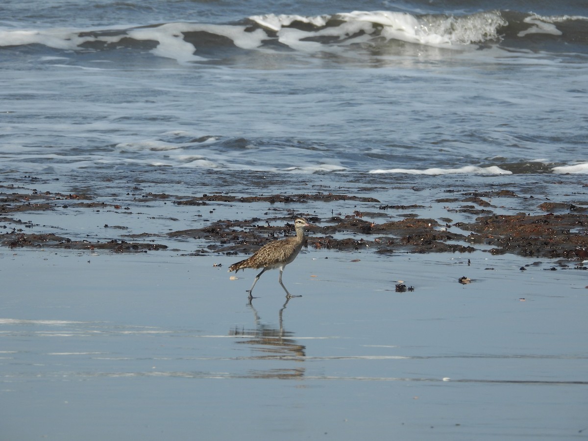 Hudsonian Whimbrel - ML645510678