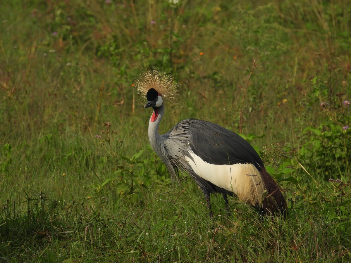 Gray Crowned-Crane - ML645510686