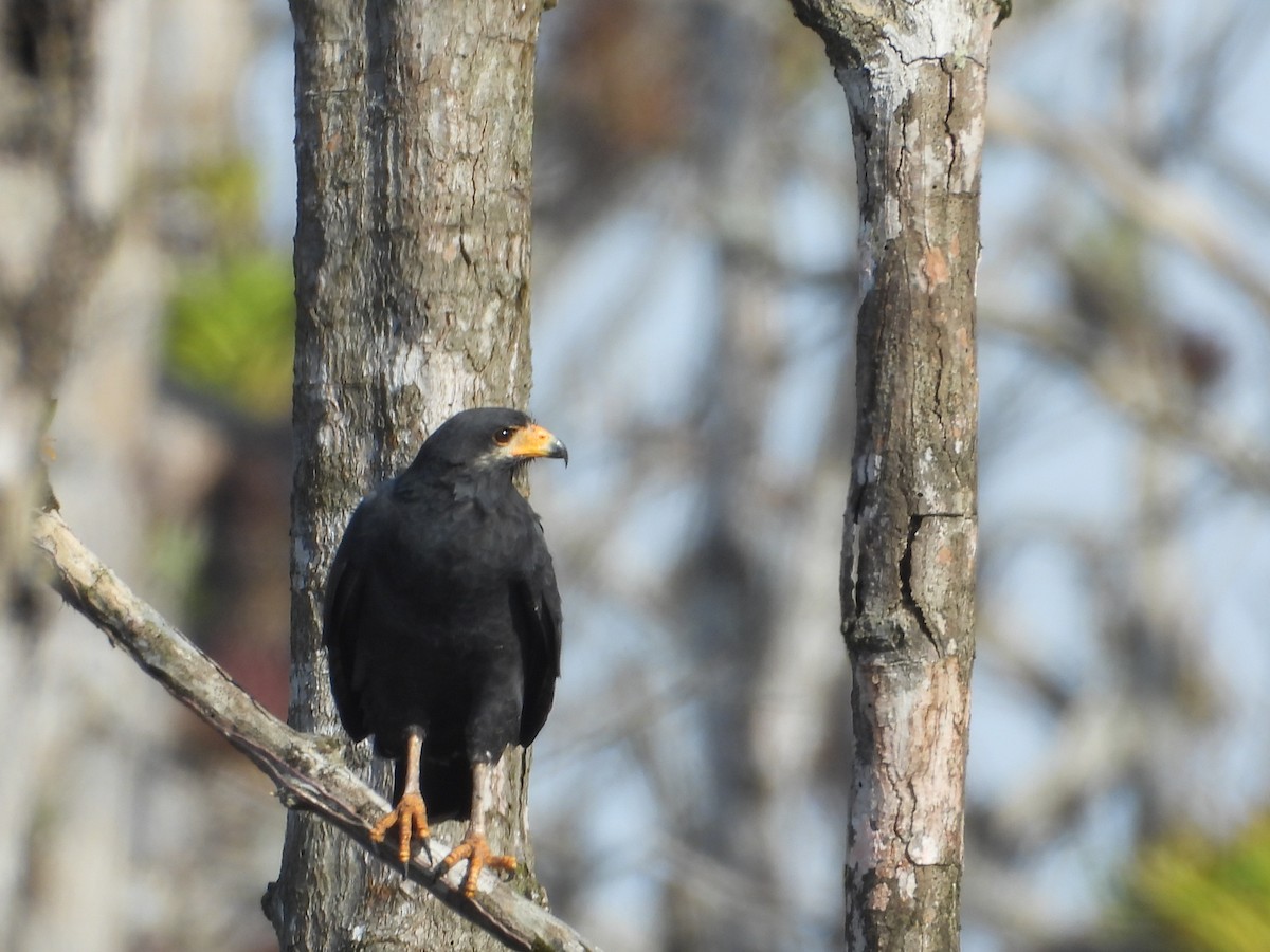 Common Black Hawk - ML645510689