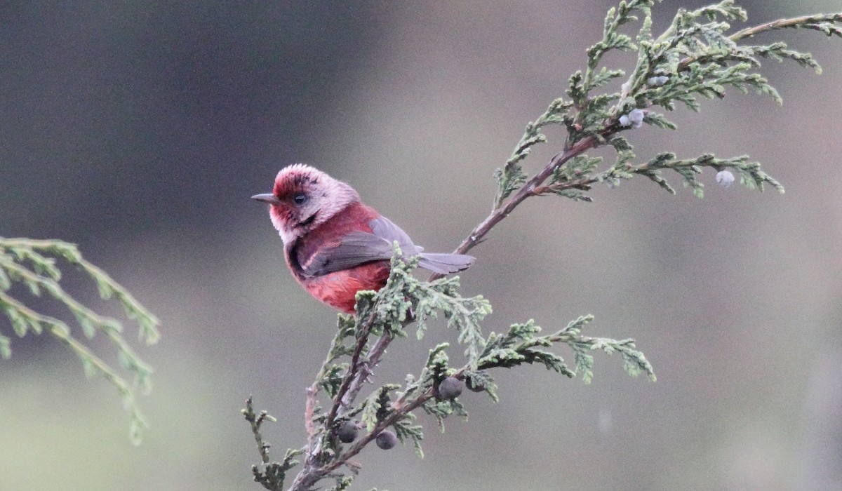 rosenparula - ML645510691