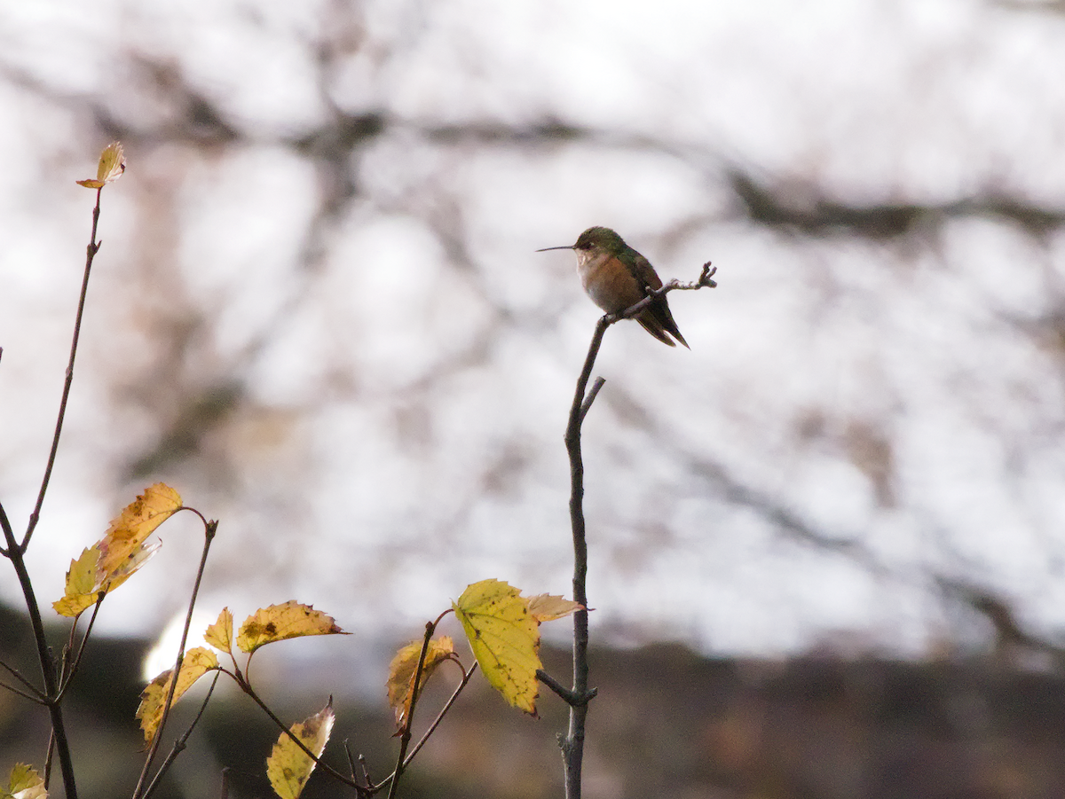 Rufous Hummingbird - ML645510695