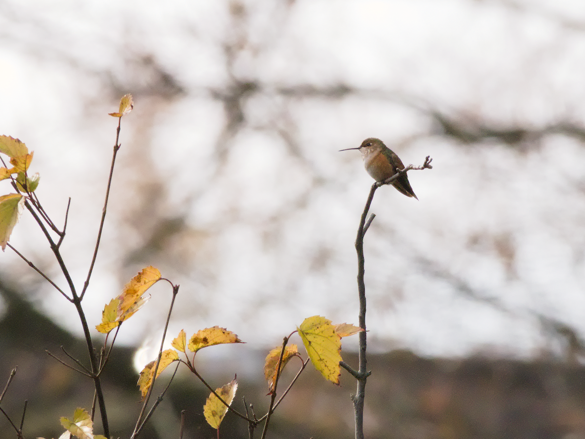 Rufous Hummingbird - ML645510696