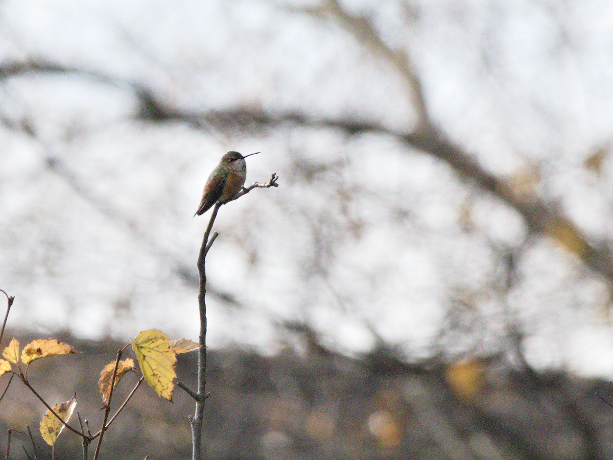 Rufous Hummingbird - ML645510697