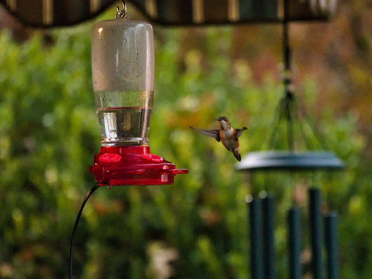 Rufous Hummingbird - ML645510698