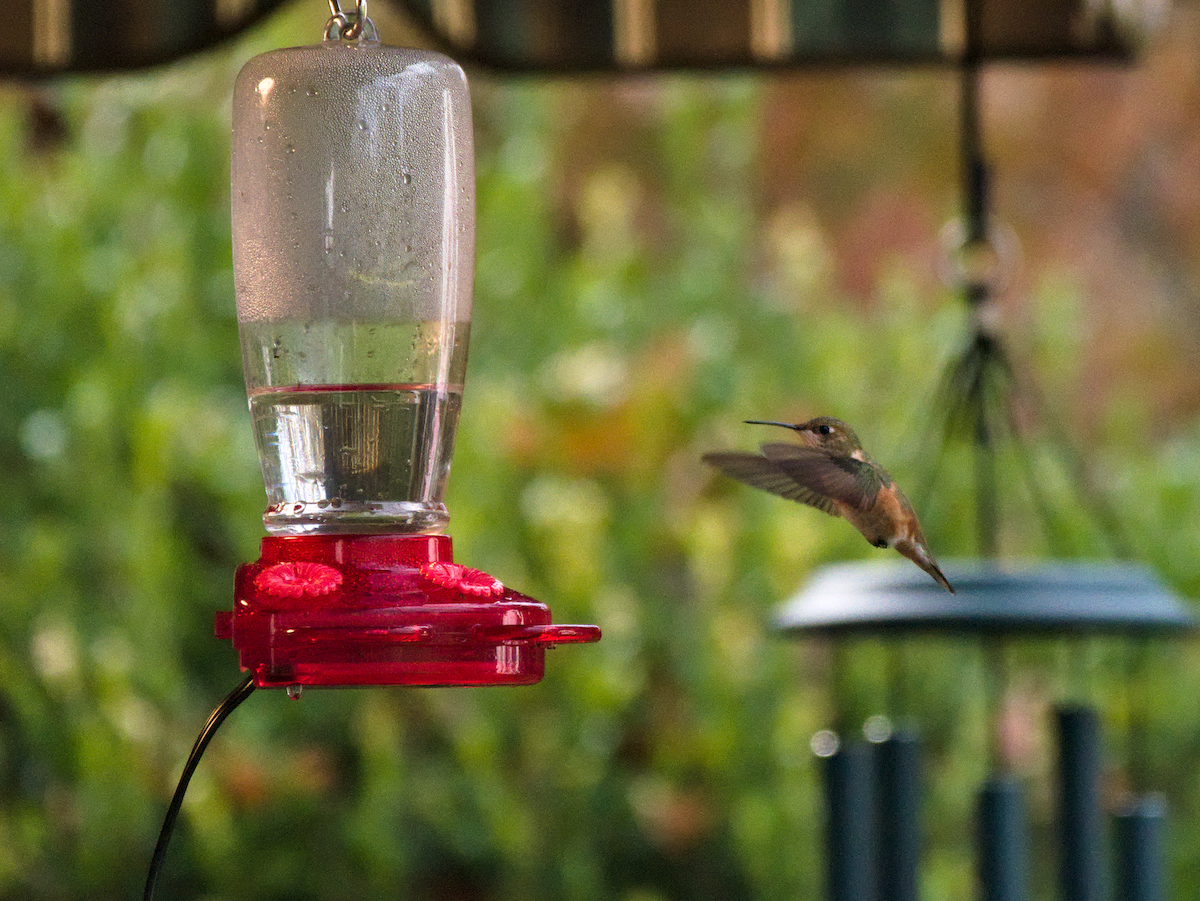 Rufous Hummingbird - ML645510699