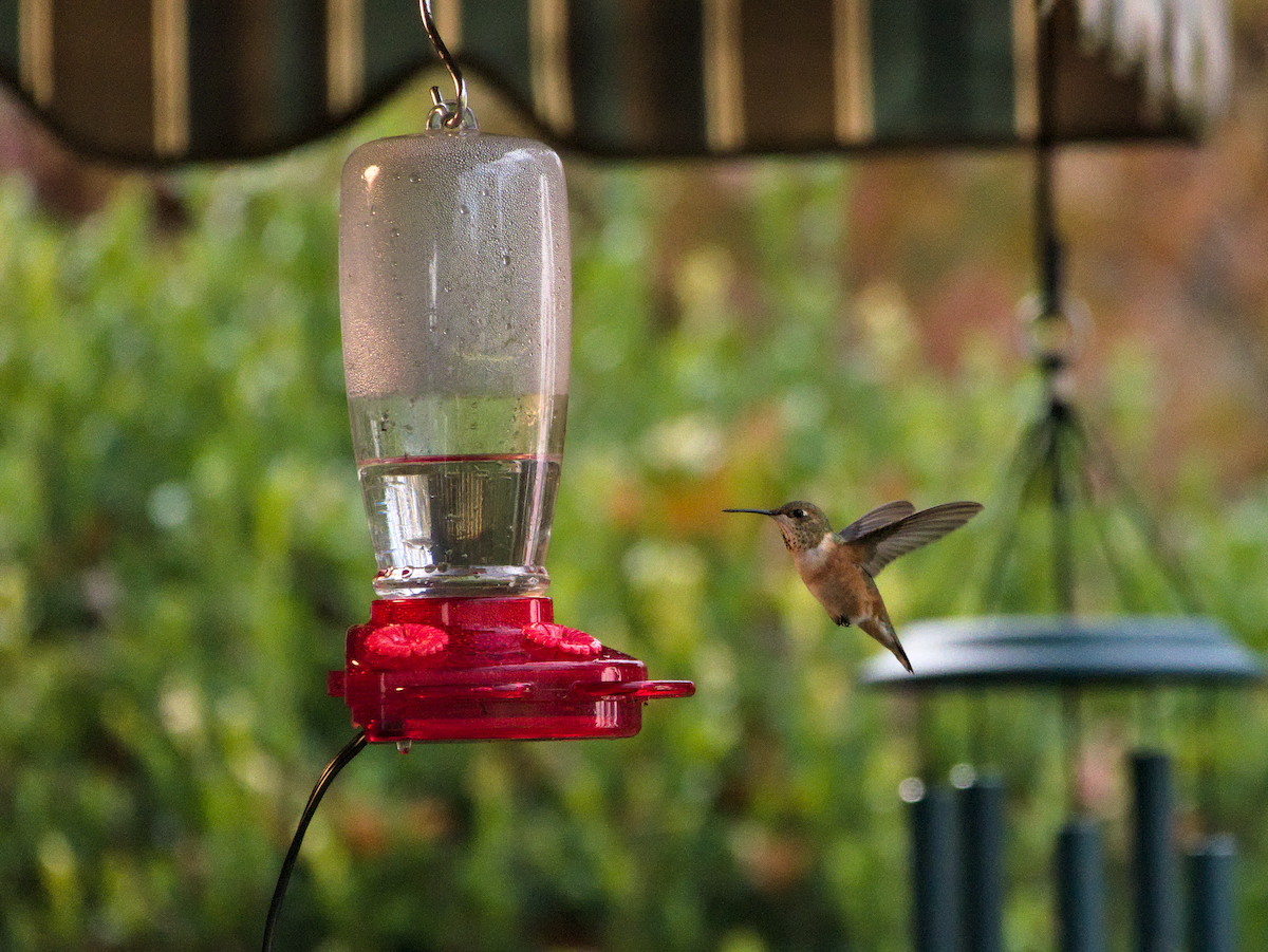 Rufous Hummingbird - ML645510700