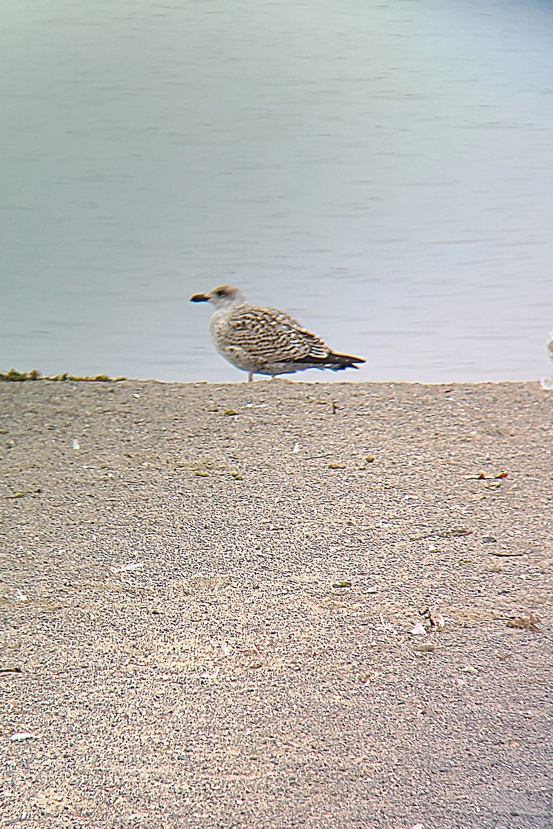 Büyük Kara Sırtlı Martı - ML645510701